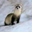 Ferret