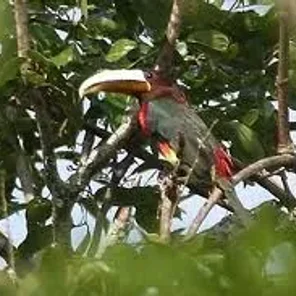 Brown-mandibled Aracari