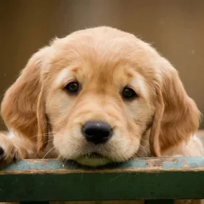 Golden Retriever - #3 Favorite Breed