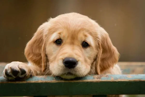 Smart, good-natured, and eager to please, the Golden Retriever excels as a family companion and working dog.