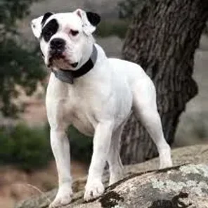 Alapaha Blue Blood Bulldog