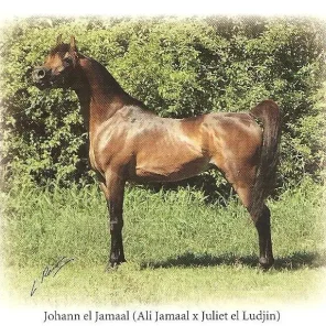 JOHANN EL JAMAAL