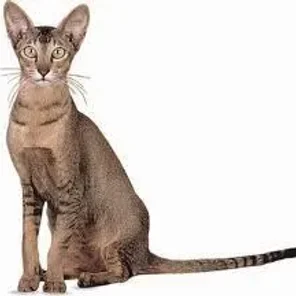 Oriental Shorthair