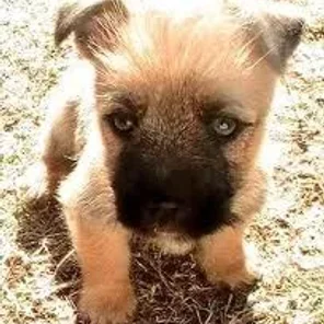 Cairoston (Designer Dog)
