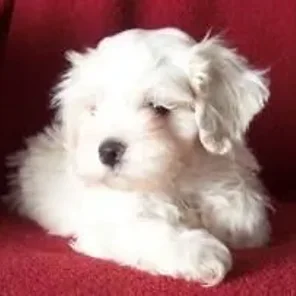 Silky Cocker (Designer Dog)