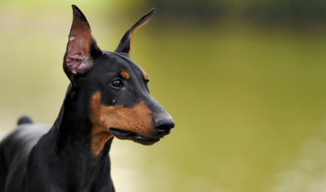 Doberman Pinscher