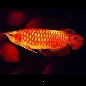 Arowana