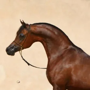 MARWAN AL SHAQAB