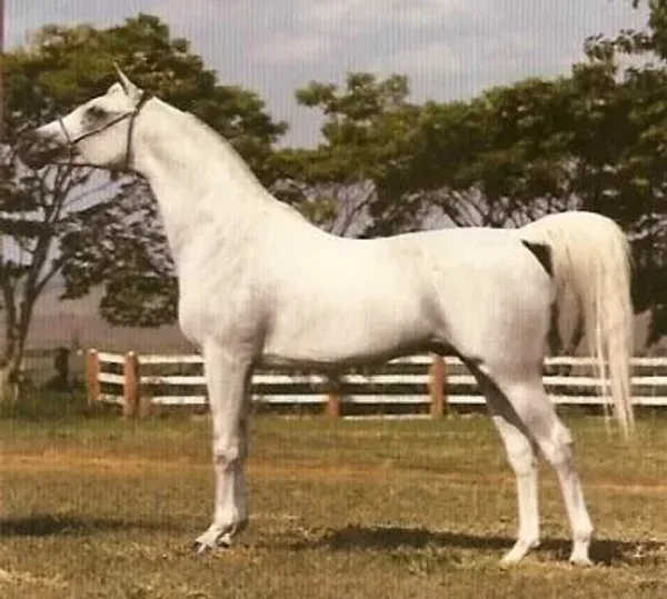 Prichal