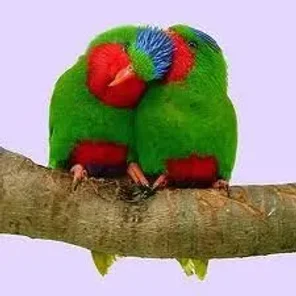 Blue-crowned Lorikeet