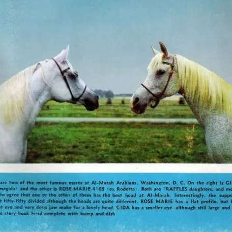 ROSE MARIE #4168 (*Raffles x Rodetta) 1947 grey mare
