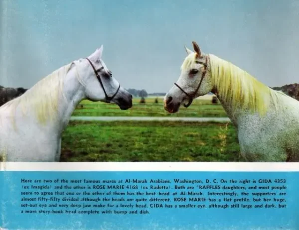 ROSE MARIE #4168 (*Raffles x Rodetta) 1947 grey mare