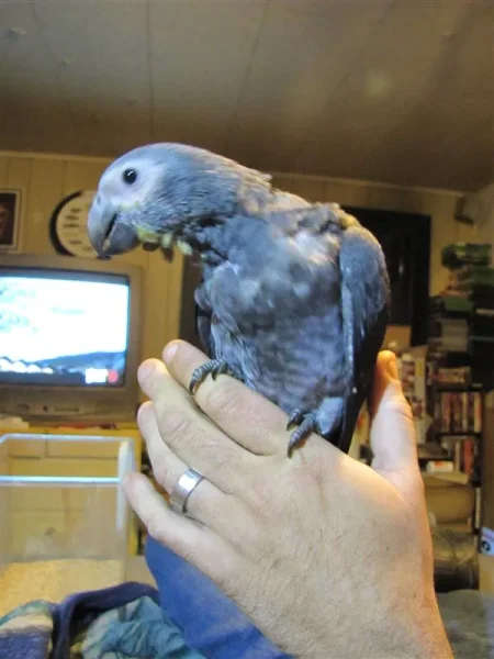 Peep Peep