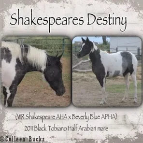 Shakespeares Destiny