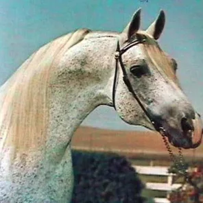 The Real McCoy
