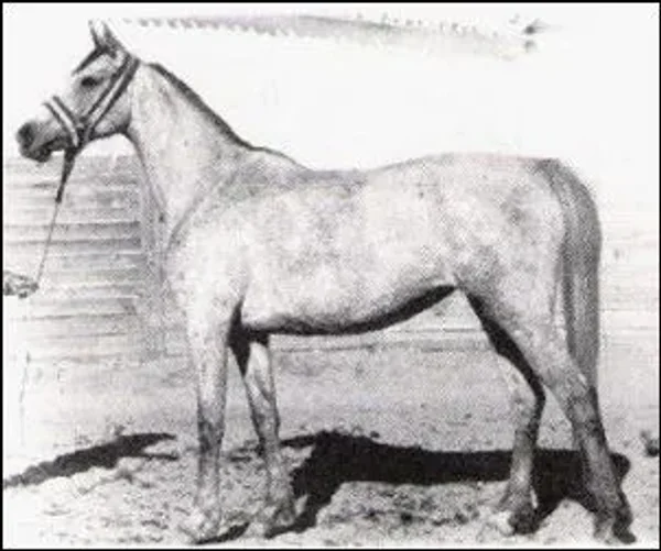 BENI-AMER