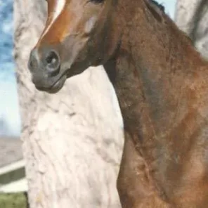 Khastanette