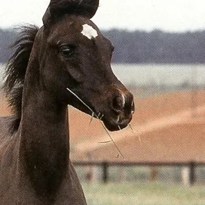 CELIDONIA JAMAAL FHP