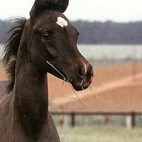 CELIDONIA JAMAAL FHP