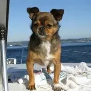 Peke-A-Pin (Designer Dog)