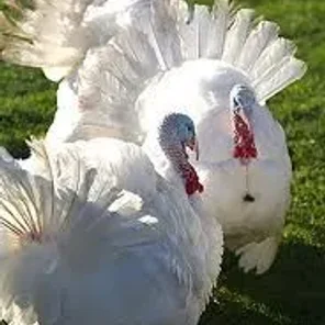 Broad Breasted White