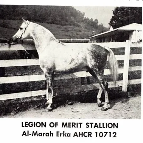 Al Marah Erka++