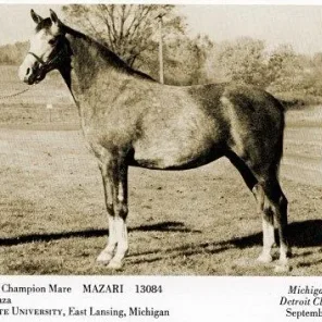 Mazari