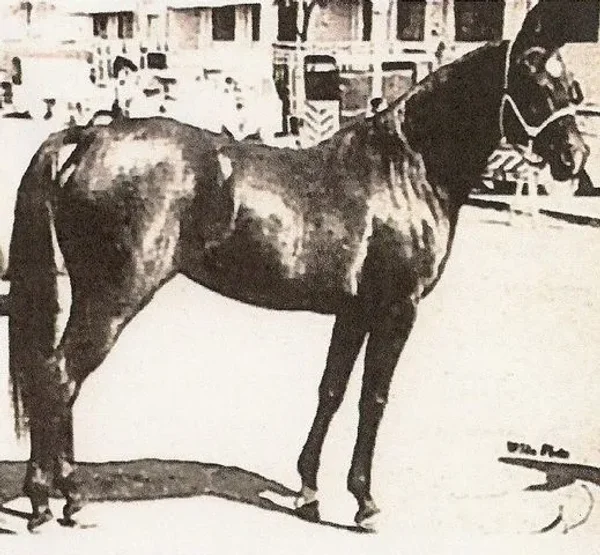 Zaleban