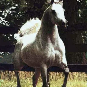 ansata omar halim