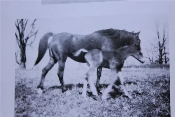 Raleh