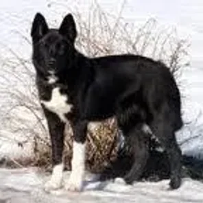 Russo-European Laika
