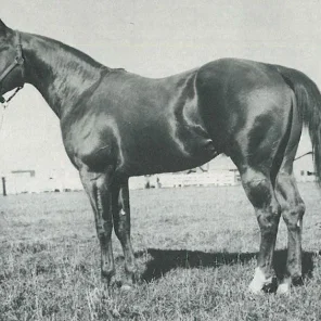 Texas Dandy