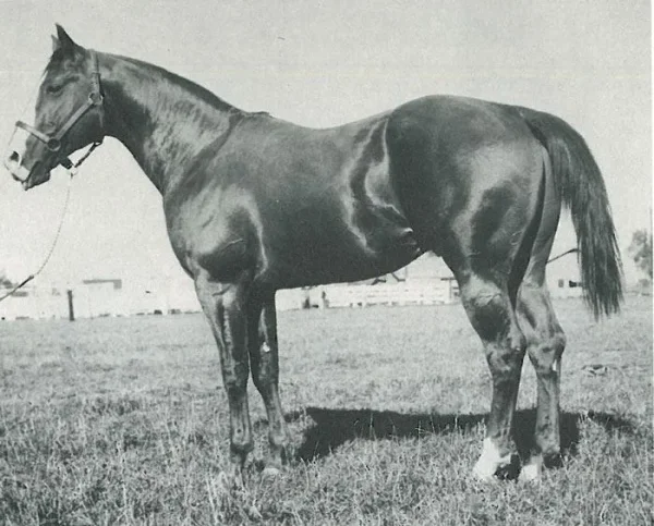 Texas Dandy