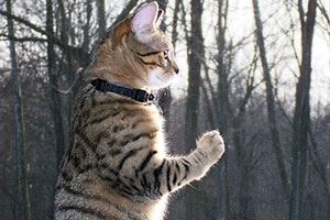 Safe Outdoor Environments - A Look at Indoor/Outdoor Issues
