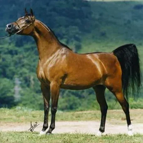 NV ALI BEY