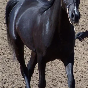 Zephyr Zamir