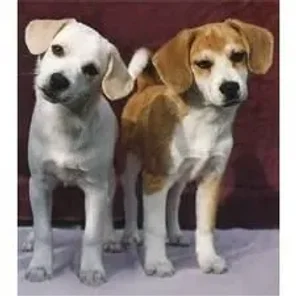 American Eagle Dog (Designer Dog)