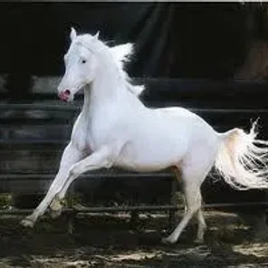 Camarillo White