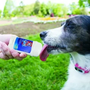 The 10 Most Intriguing New Dog Products Global Pet Expo