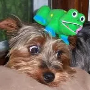 Yorkie Pin (Designer Dog)