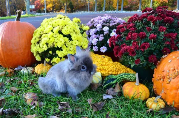 Kim's Hopping Lops' Chinchi