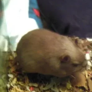 Burmese
