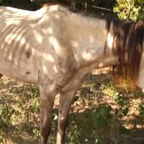 Horse Care - Parasite Management
