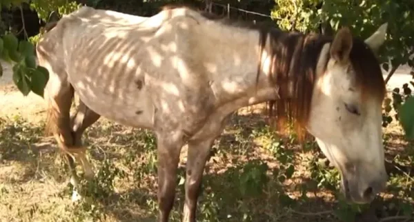 There are many aspects to horse care. Horses, ponies, mules, donkeys and other domesticated equids require attention from humans for optimal health and long life.