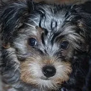Poolky (Silkypoo) (Designer Dog)