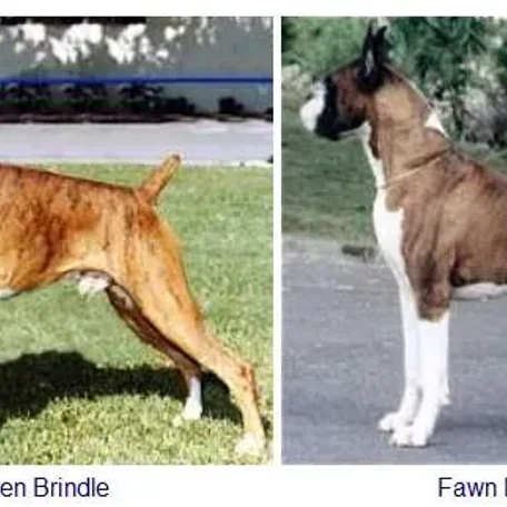 Colors and Markings on the Boxer Breed
