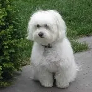 Poovanese (Designer Dog)