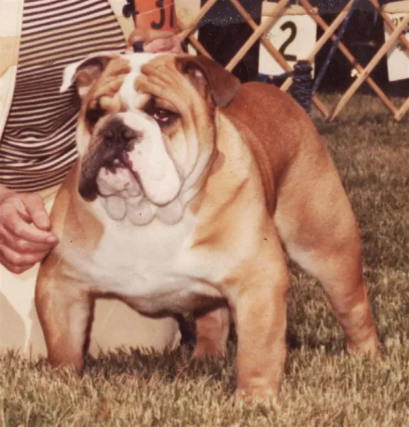 Ch. Hug-O-Bull's Big Red Machine