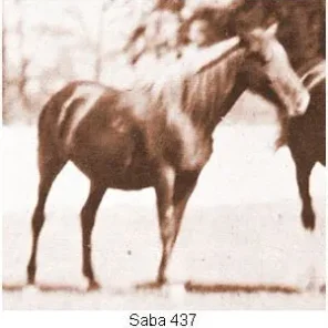 SABA