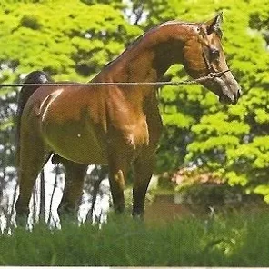 Nuzyr HCF